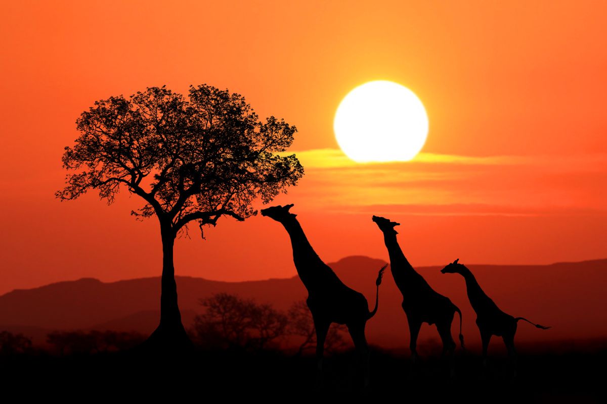 Prix voyage afrique du sud
