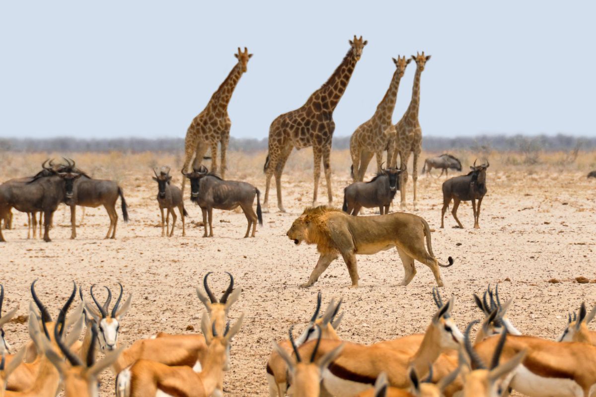Quand vraiment partir en namibie ?