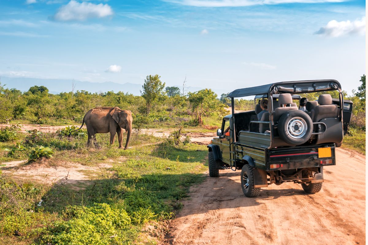 meilleur lodge safari kenya