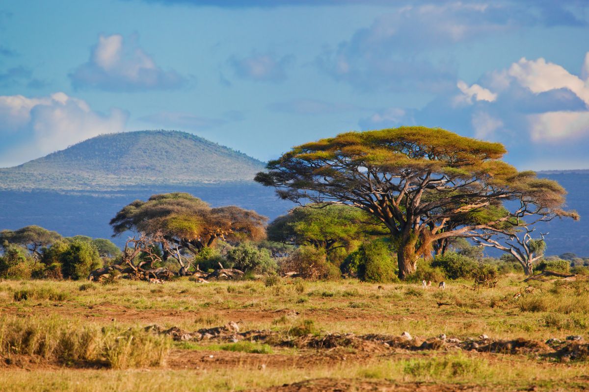 Prix voyage afrique du sud