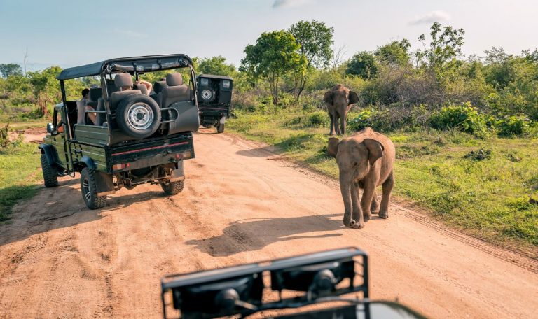 meilleur lodge safari kenya