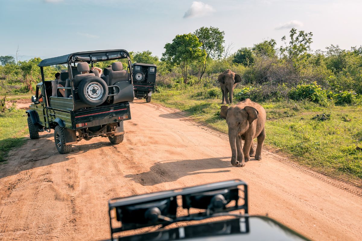 meilleur lodge safari kenya