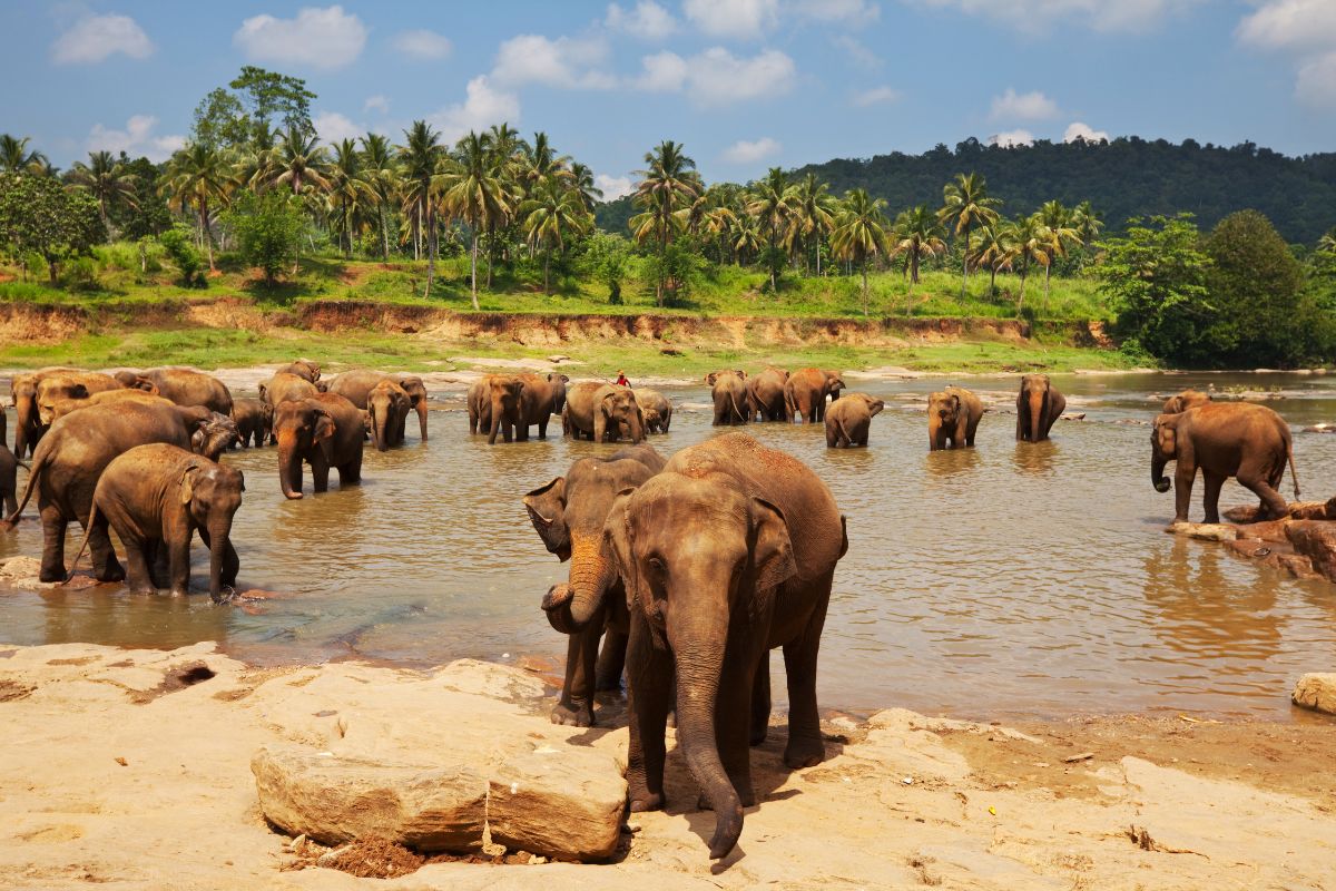 Sri Lanka en Août : Que voir & Où loger ?