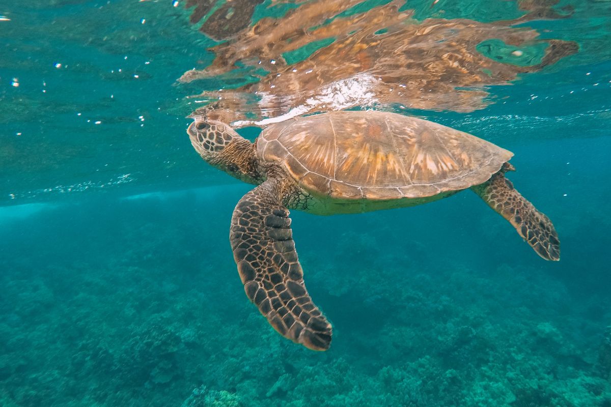 Les 7 plus belles îles à découvrir à Hawaii en 2024