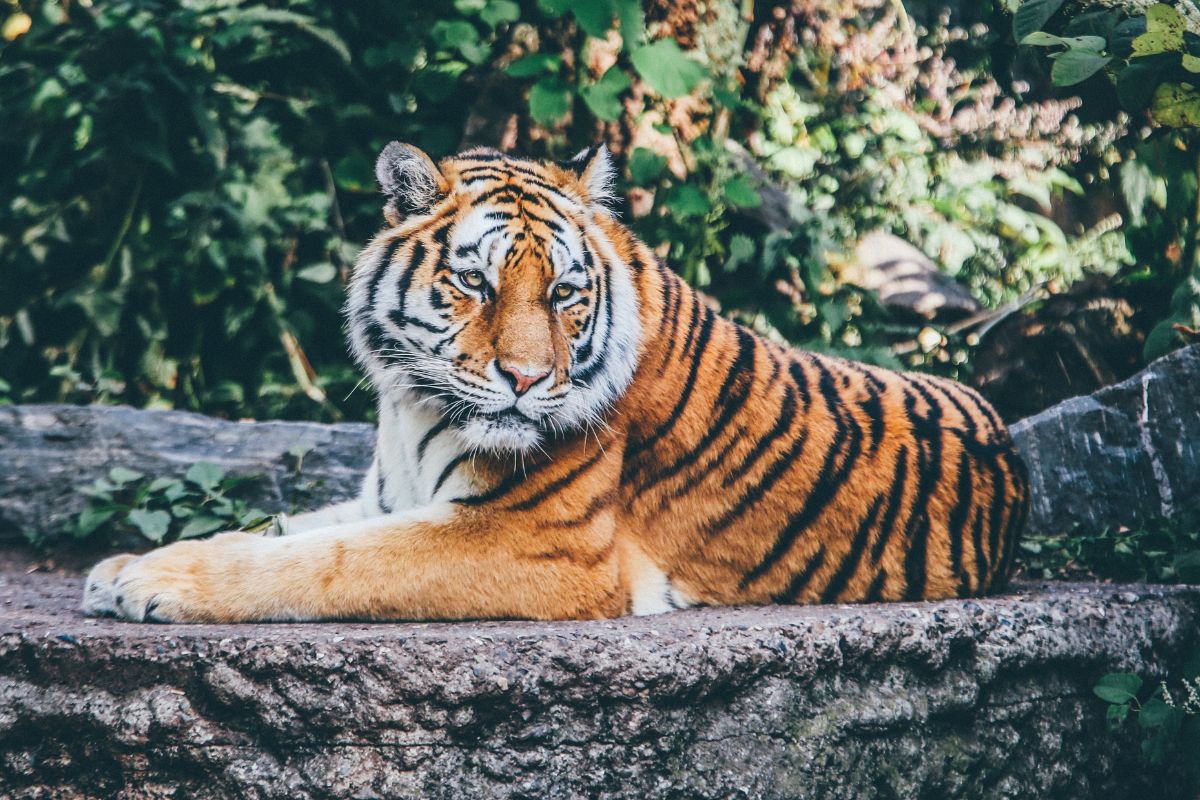 Zoo de La Flèche : Avis
