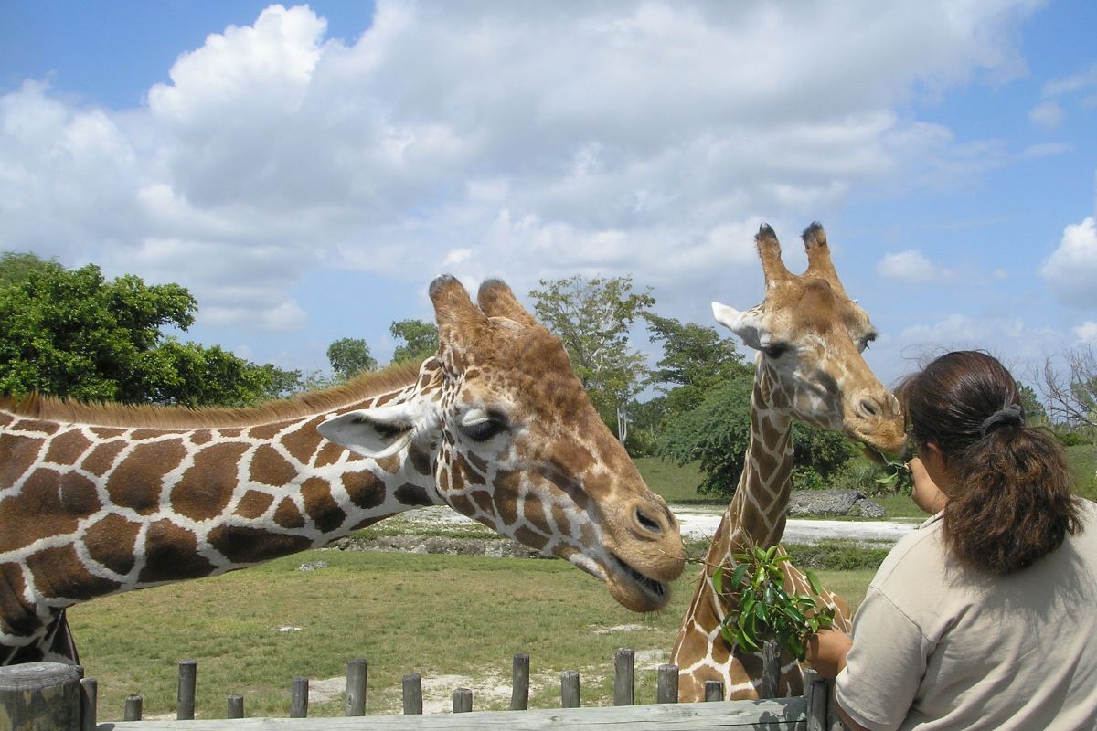Zoo de La Flèche : Avis