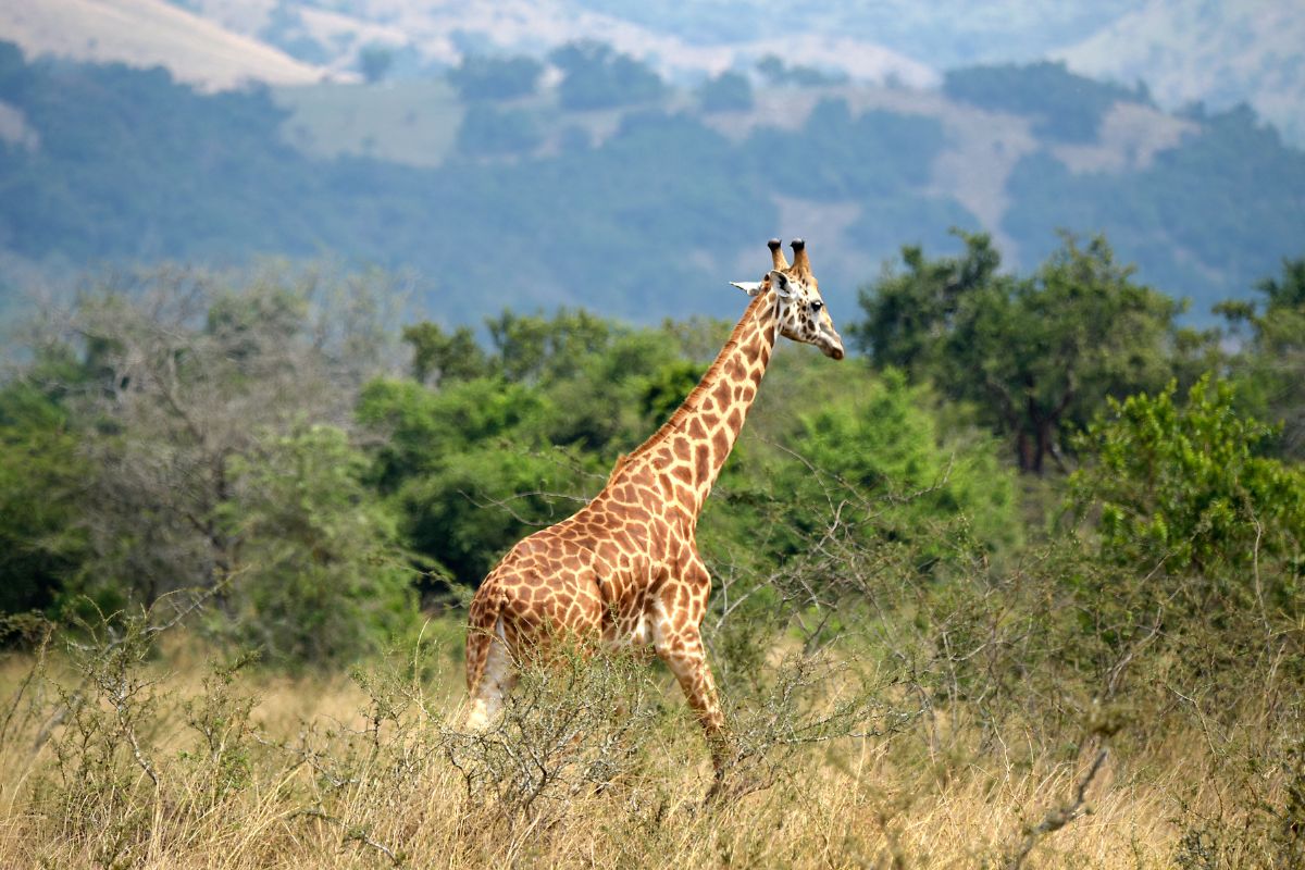 Les 8 plus beaux safaris du Rwanda à absolument faire en 2025