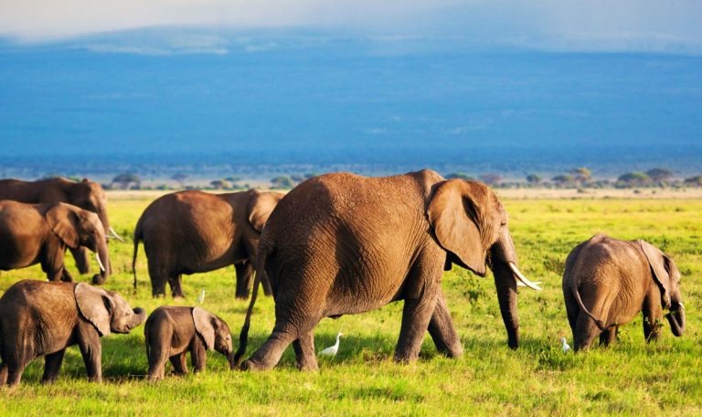 Quel prix pour un safari au Kenya de 10 jours ?