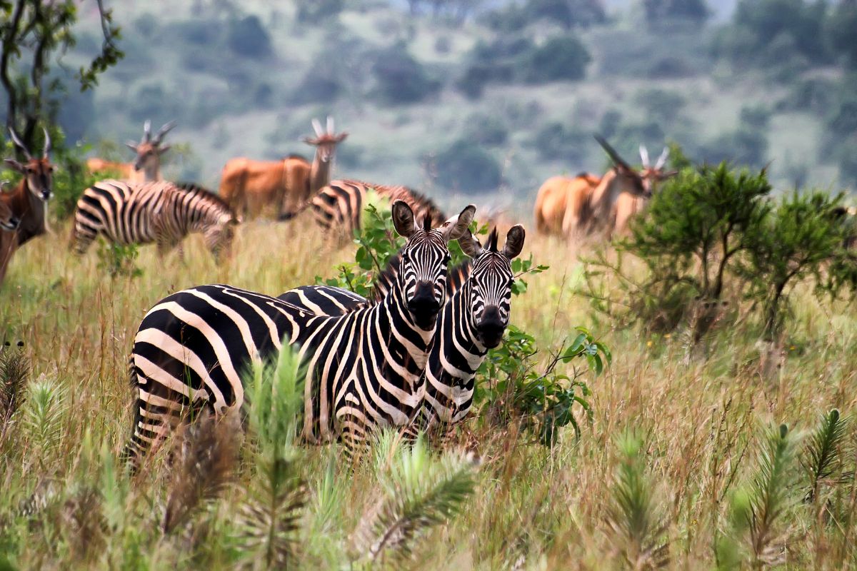 Les 8 plus beaux safaris du Rwanda à absolument faire en 2025
