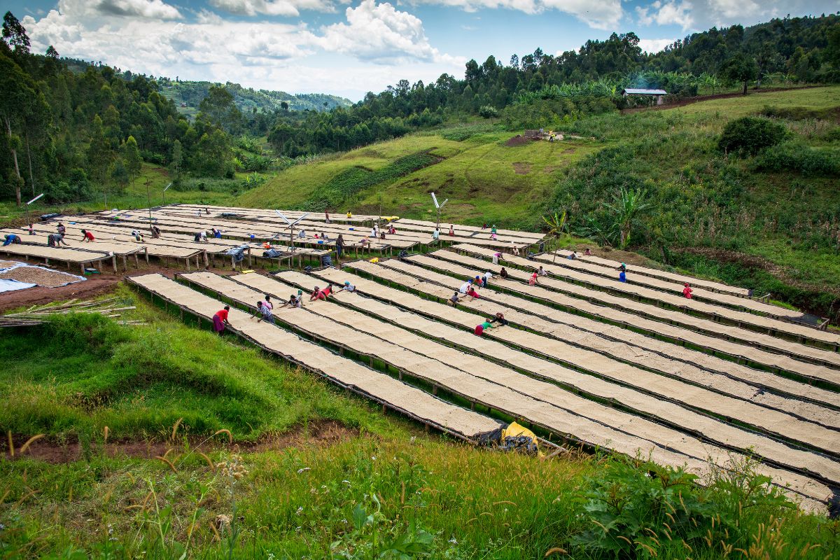 Les 8 plus beaux safaris du Rwanda à absolument faire en 2025