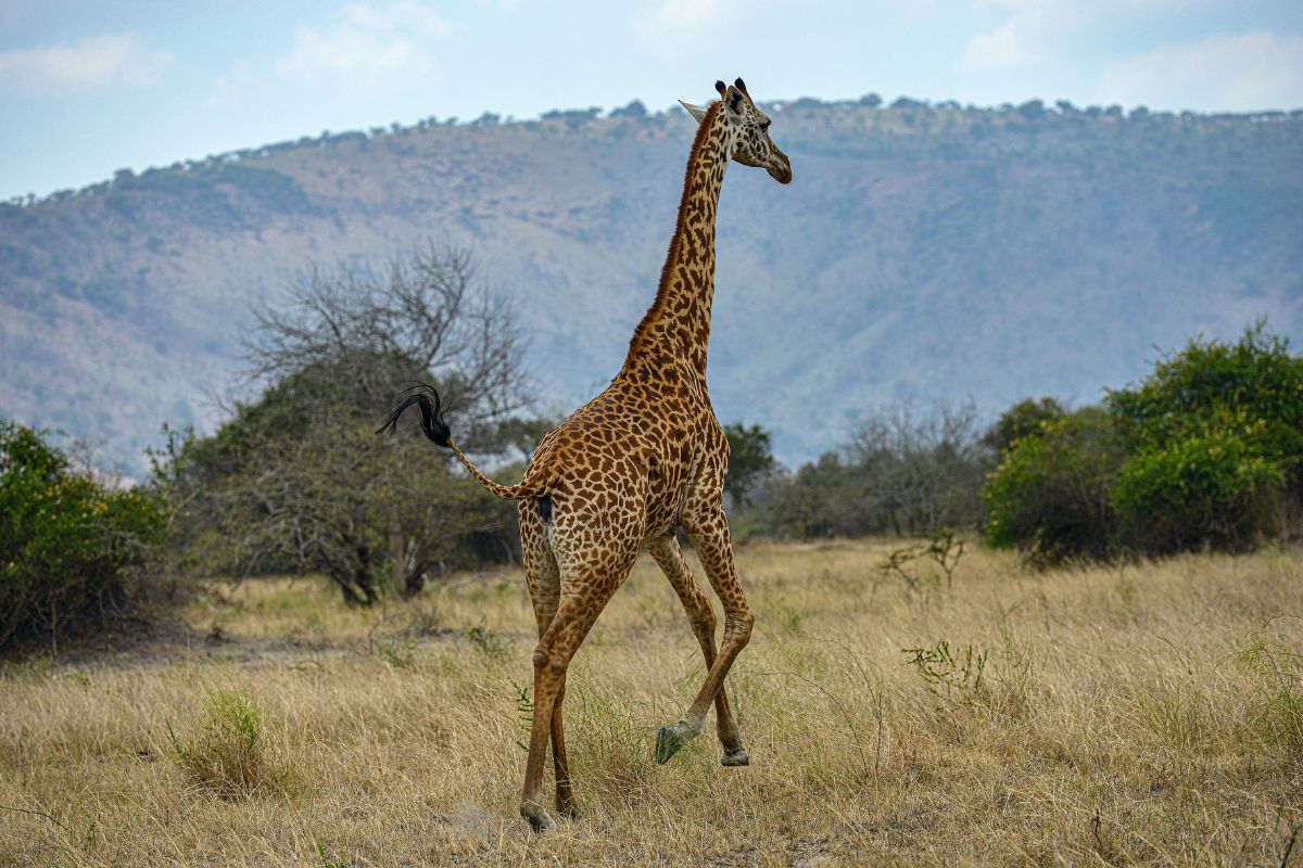 Les 8 plus beaux safaris du Rwanda à absolument faire en 2025