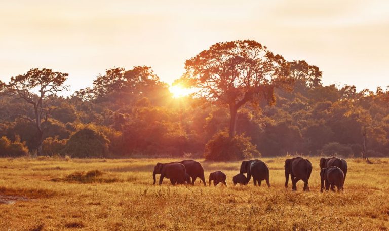 Les 8 plus beaux safaris du Rwanda à absolument faire en 2025