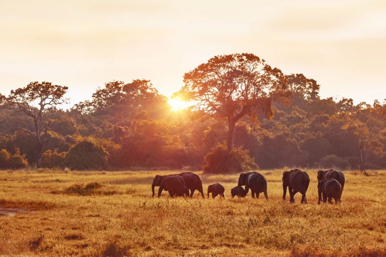 Les 8 plus beaux safaris du Rwanda à absolument faire en 2025