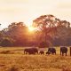 Les 8 plus beaux safaris du Rwanda à absolument faire en 2025