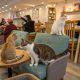 Les meilleurs bars à chats de Marseille : où savourer un café en compagnie de félins ?