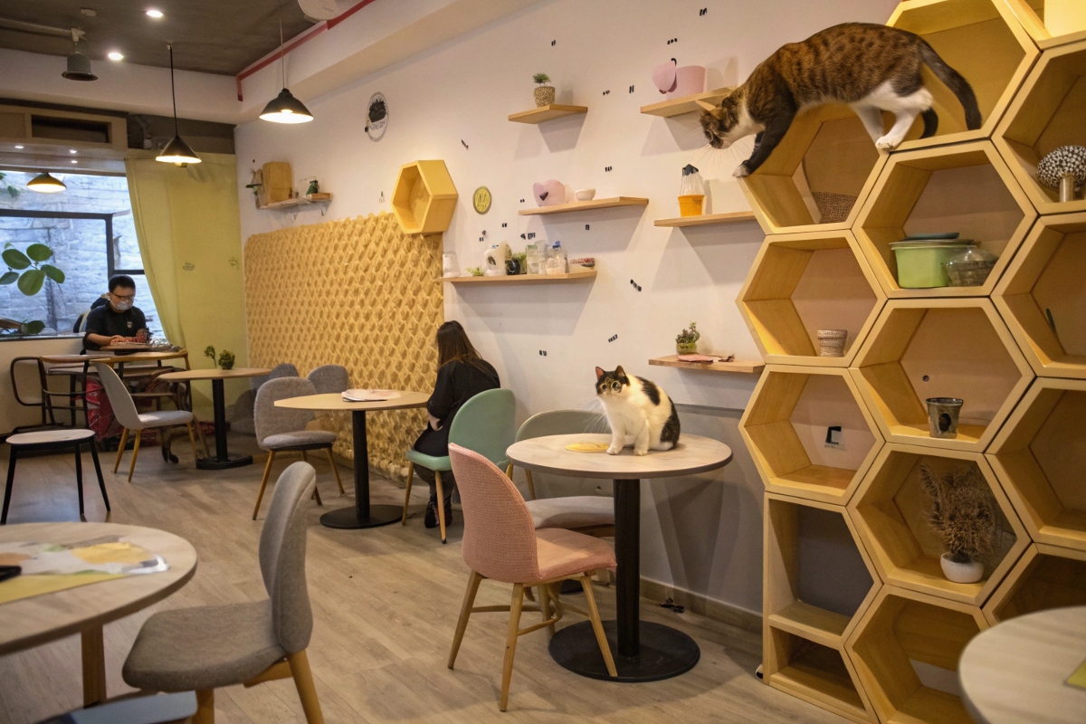 Les meilleurs bars à chats de Marseille