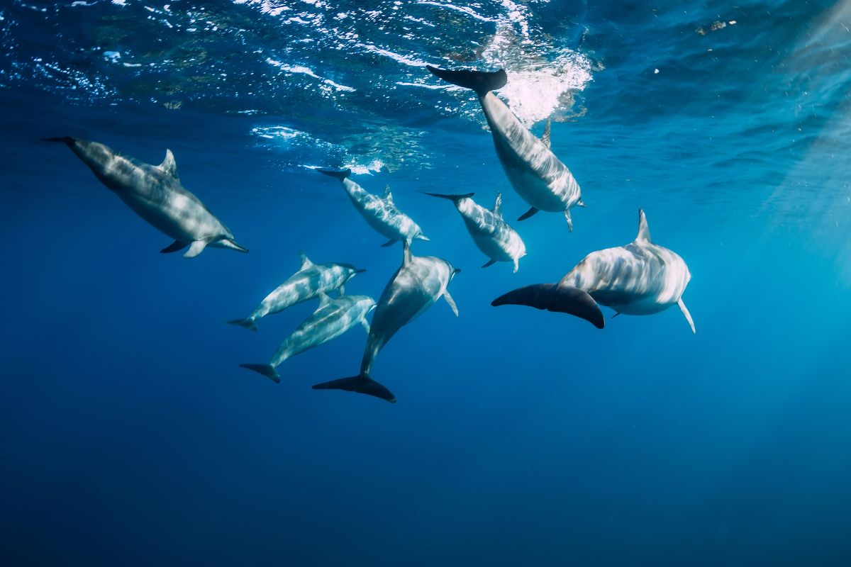 Ou nager avec les dauphins à l'île Maurice en 2025 ?
