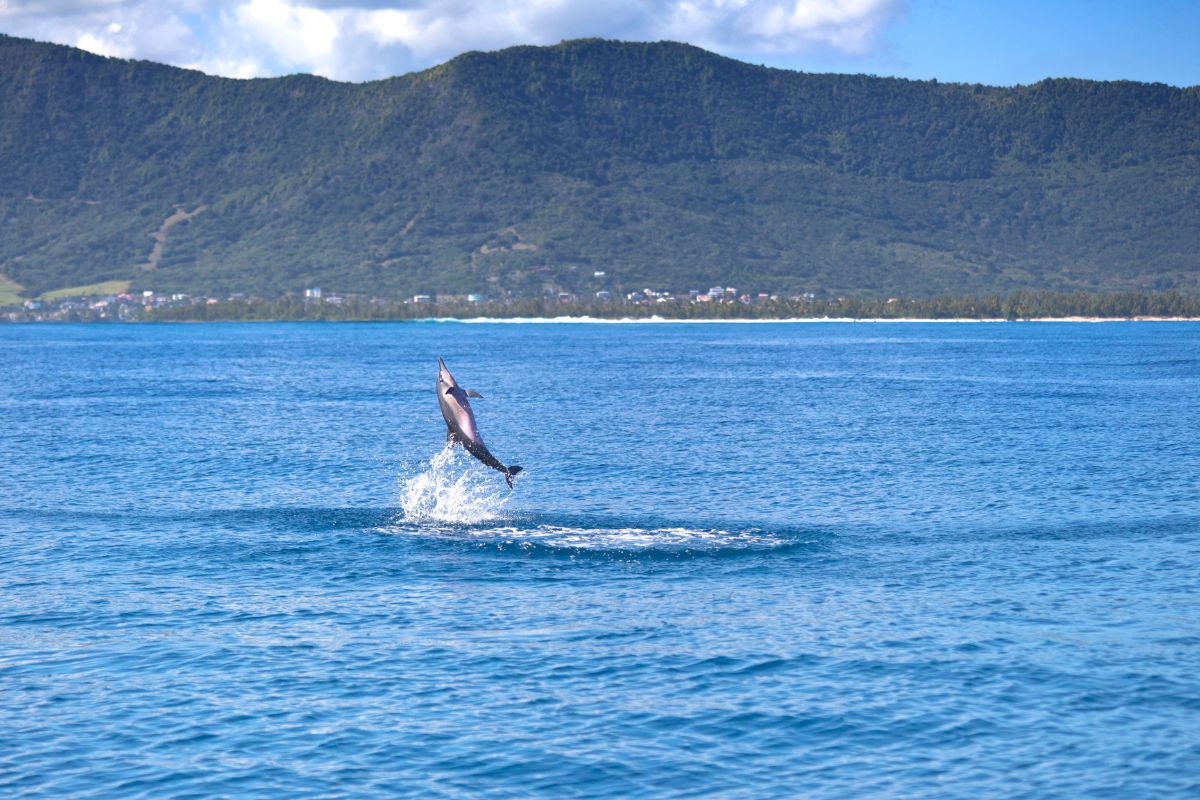 Ou nager avec les dauphins à l'île Maurice en 2025 ?