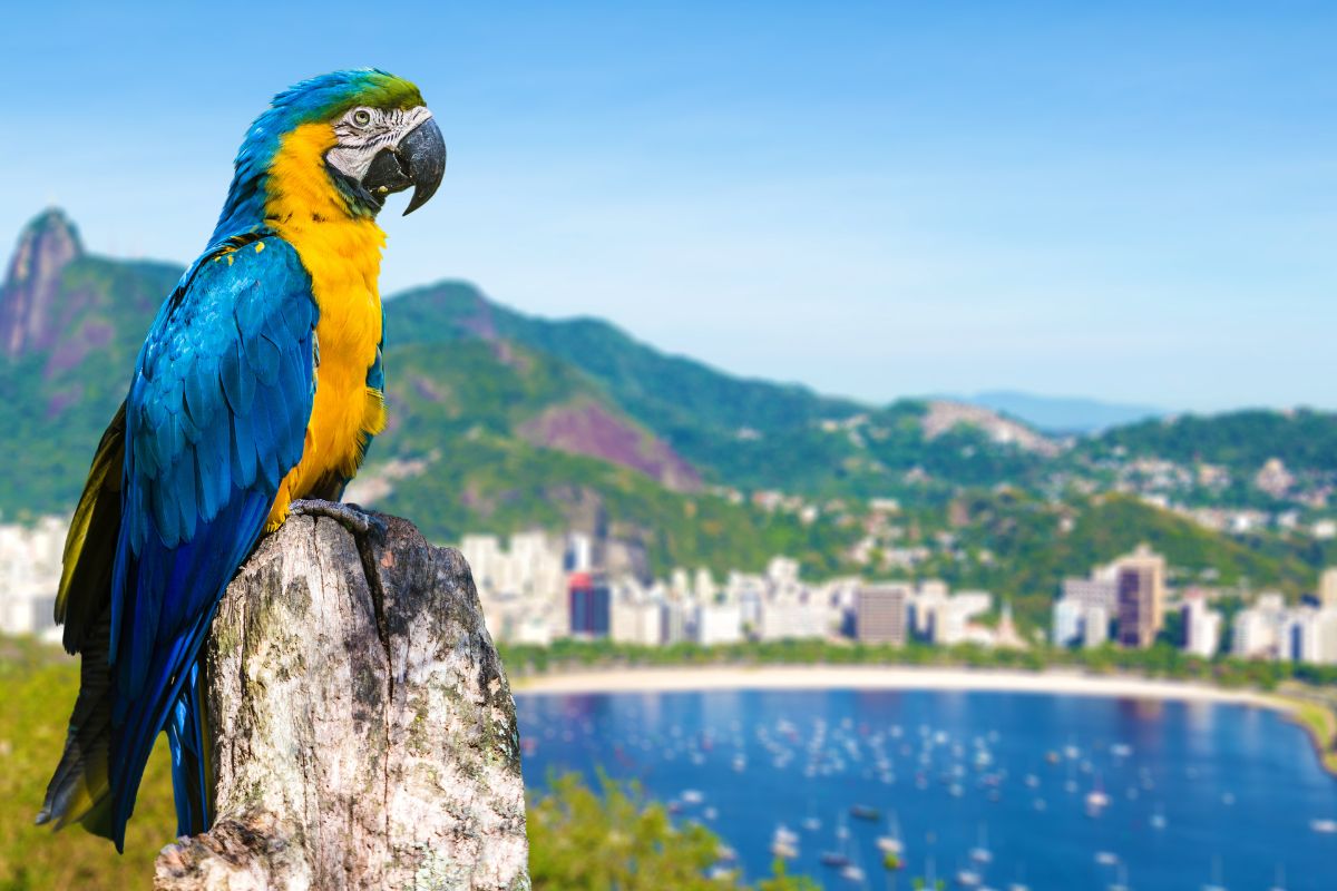 Comment visiter Rio De Janeiro en 7 jours en 2025 ?