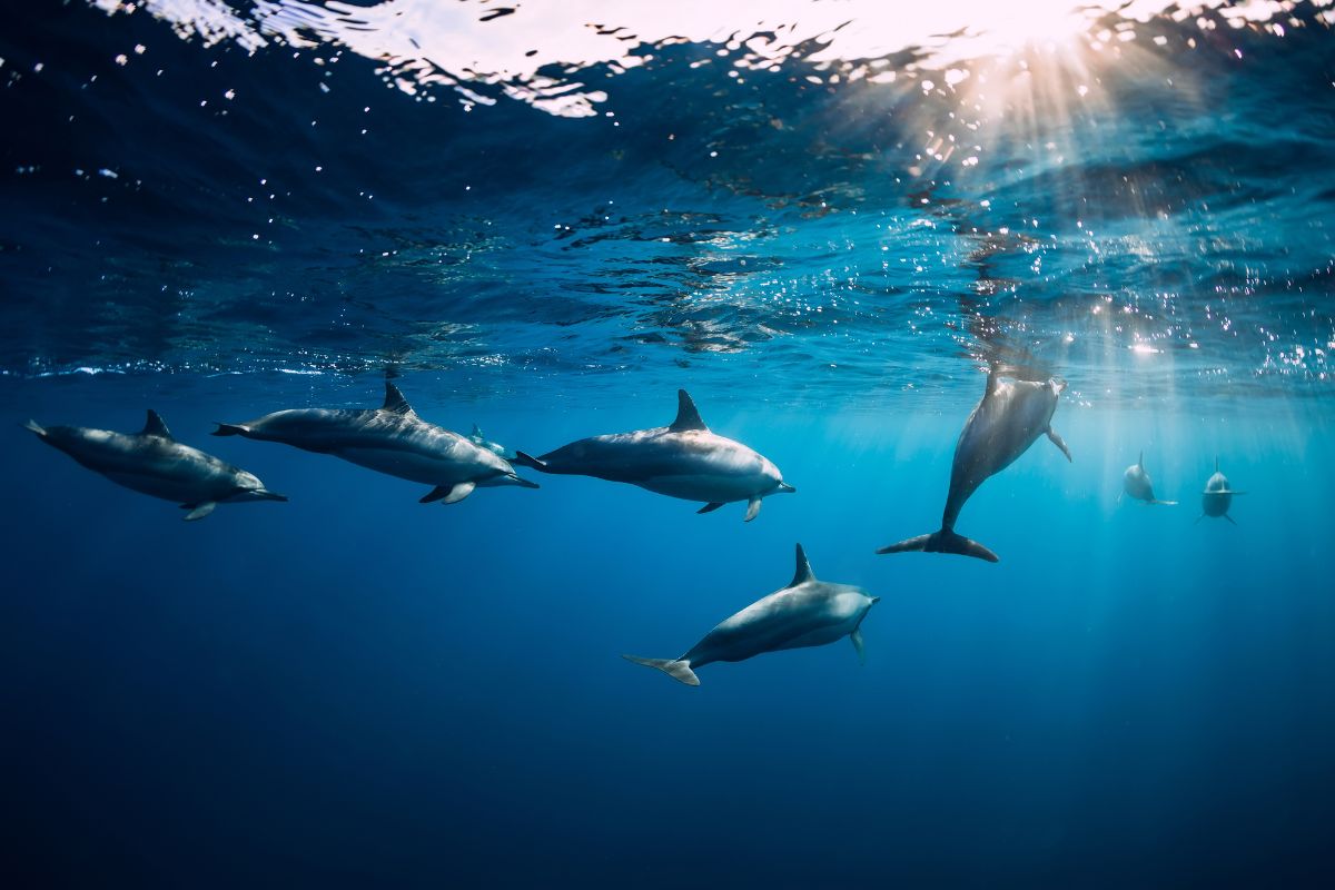 Ou nager avec les dauphins à l'île Maurice en 2025 ?