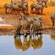 Top 5 des plus beaux safaris d’Afrique en 2025