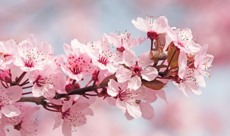 cerisier japon