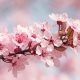 cerisier japon