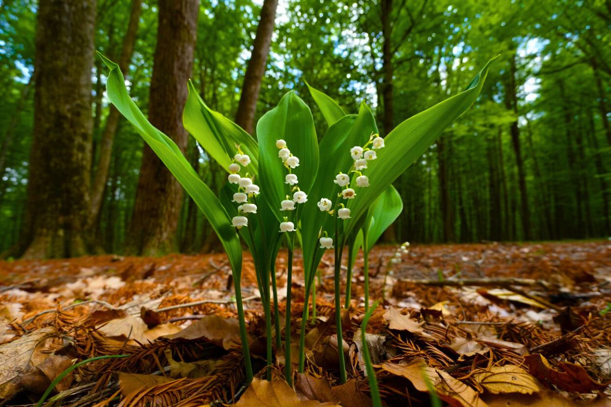 Forêt de Compiègne Muguet