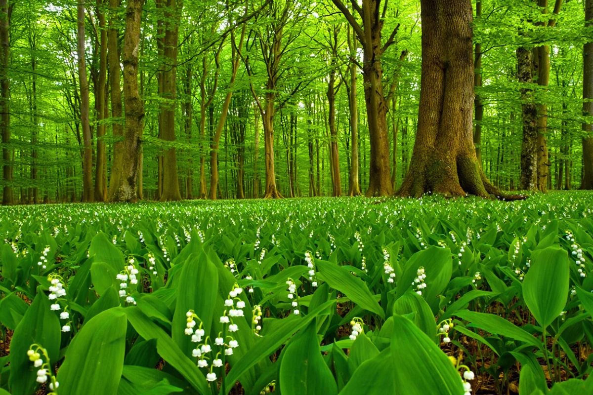 Forêt de Rambouillet Muguet
