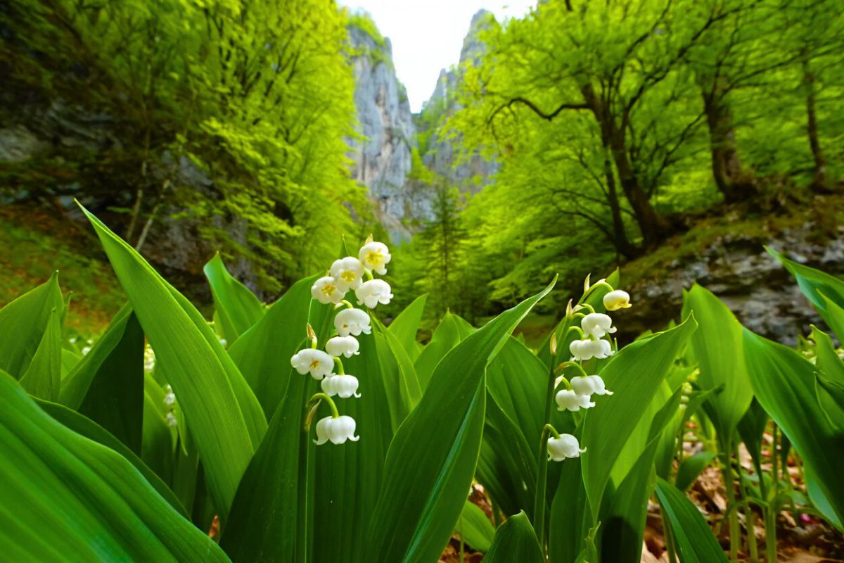 Massif de la Sainte Baume Muguet