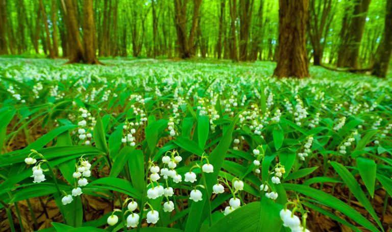 Meilleurs endroits cueillir du Muguet