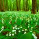 Meilleurs endroits cueillir du Muguet