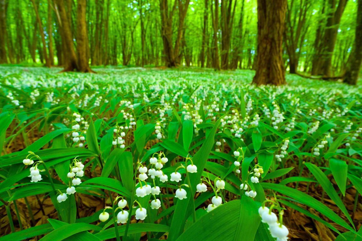 Meilleurs endroits cueillir du Muguet