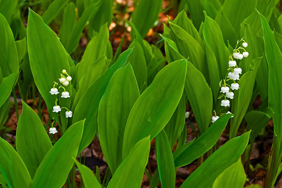 Muguet ou muguet sauvage