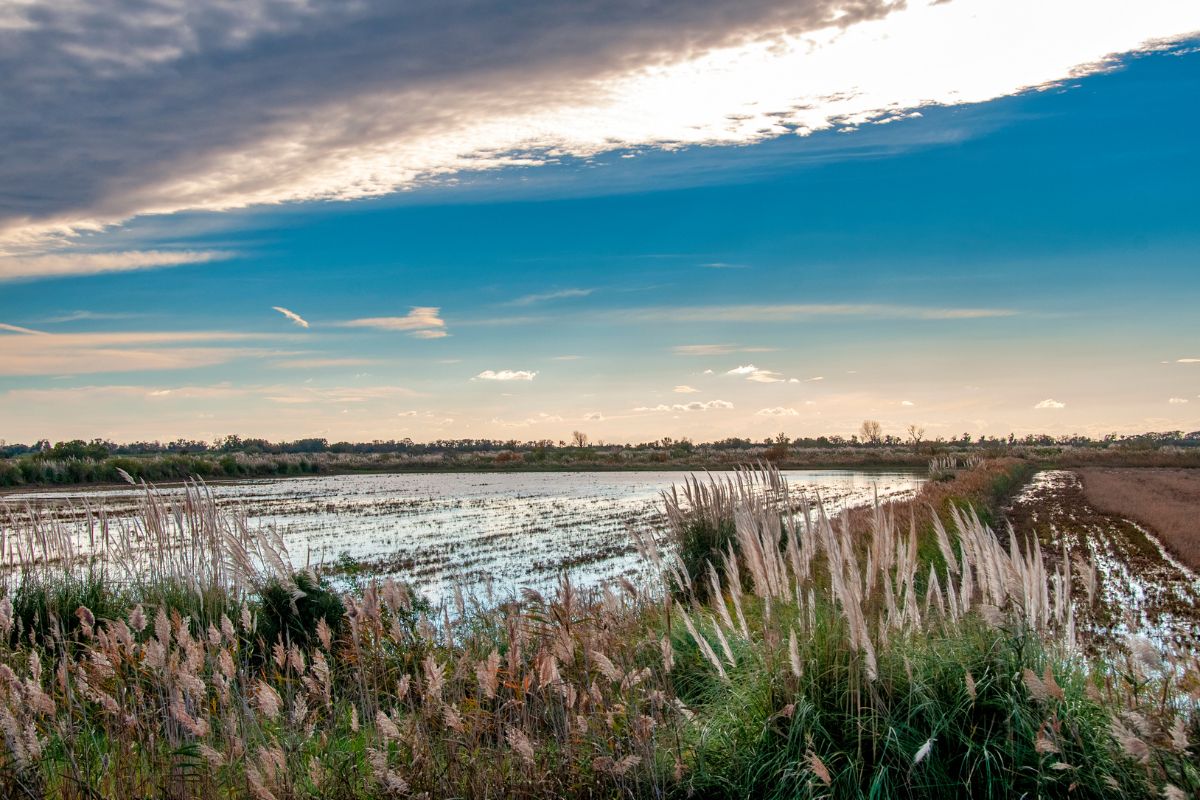 Camargue en 3 jours : Que voir & Ou dormir ?