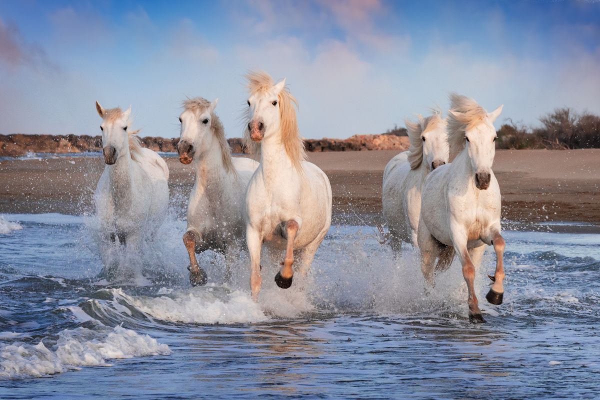 Camargue en 3 jours : Que voir & Ou dormir ?