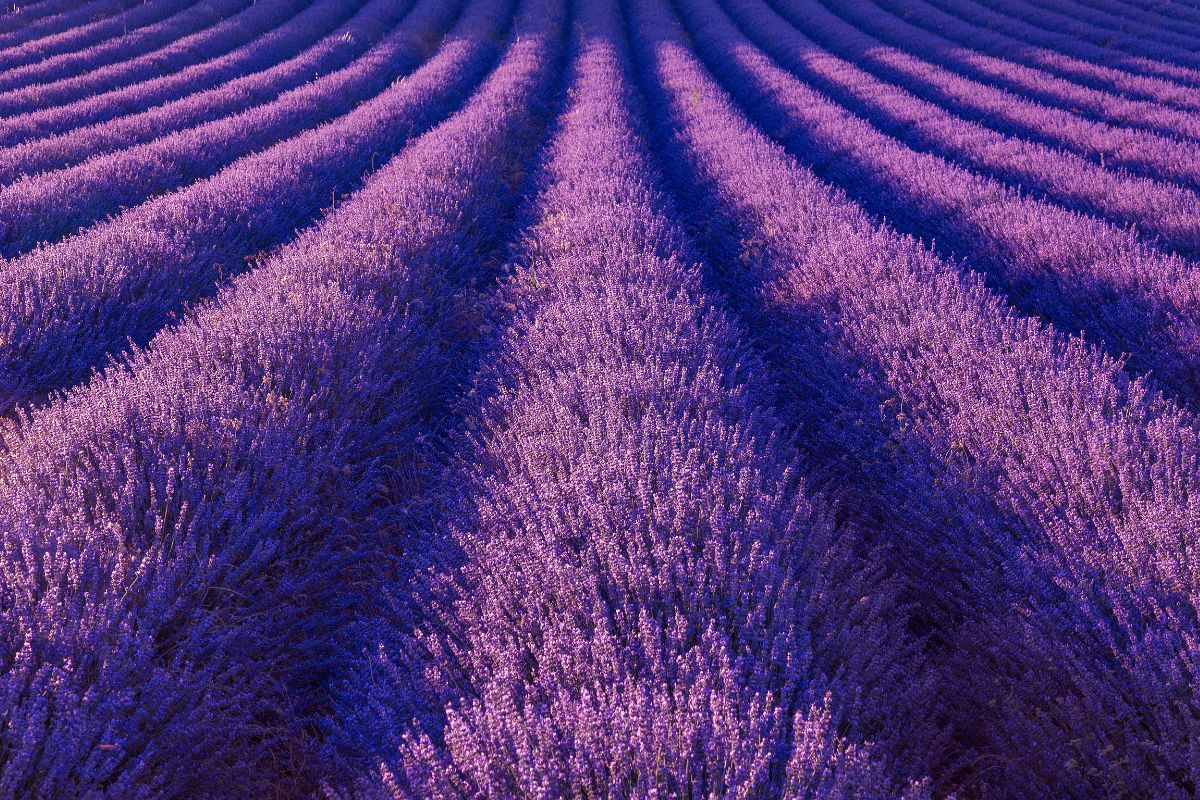 Les 8 plus beaux spots pour aller voir les champs de lavande en Provence en 2025