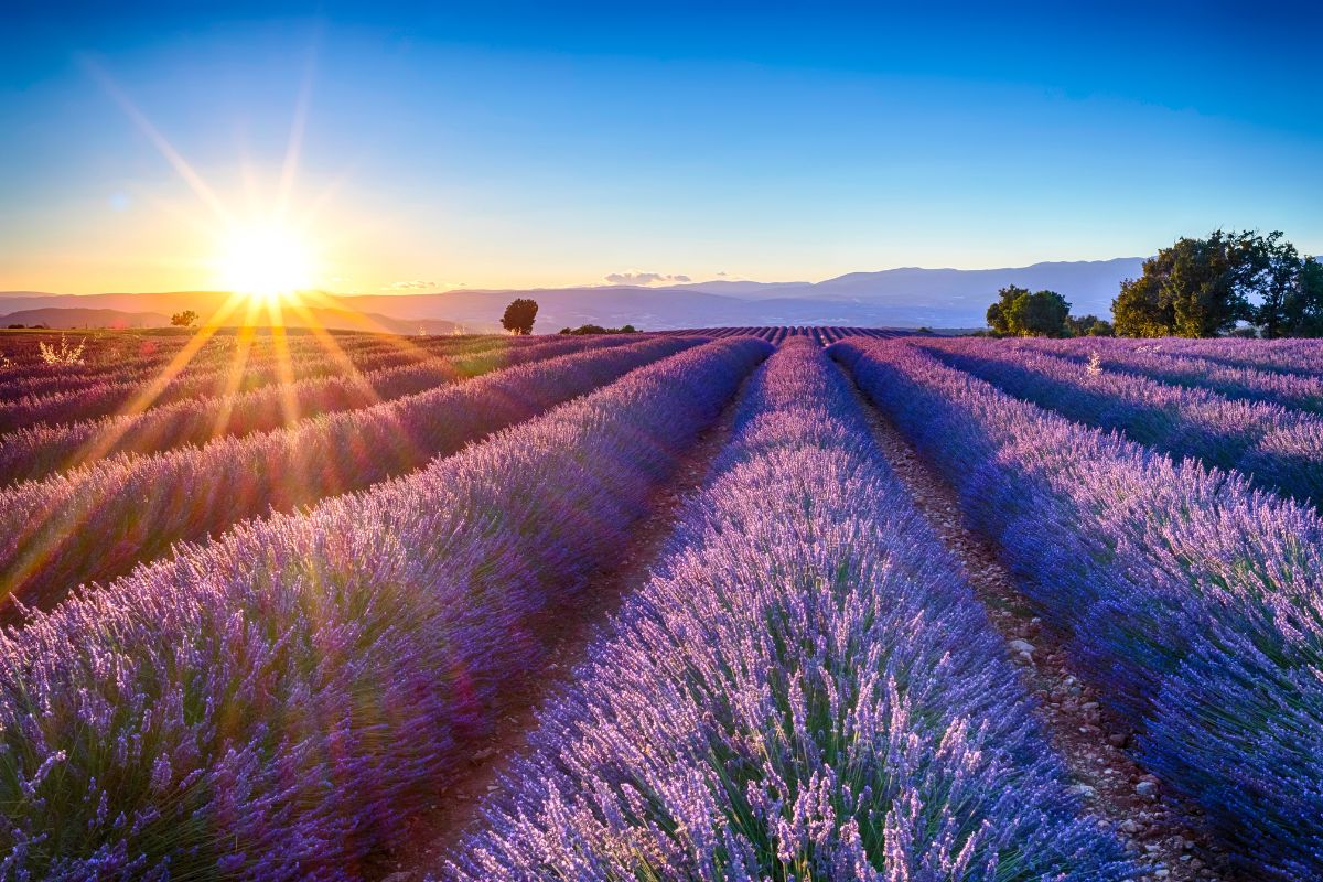 Les 8 plus beaux spots pour aller voir les champs de lavande en Provence en 2025