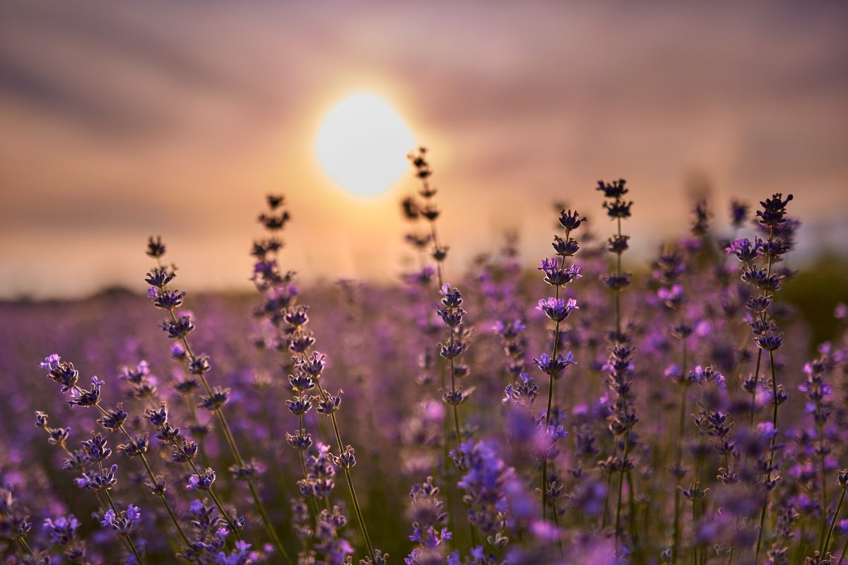 Les 8 plus beaux spots pour aller voir les champs de lavande en Provence en 2025