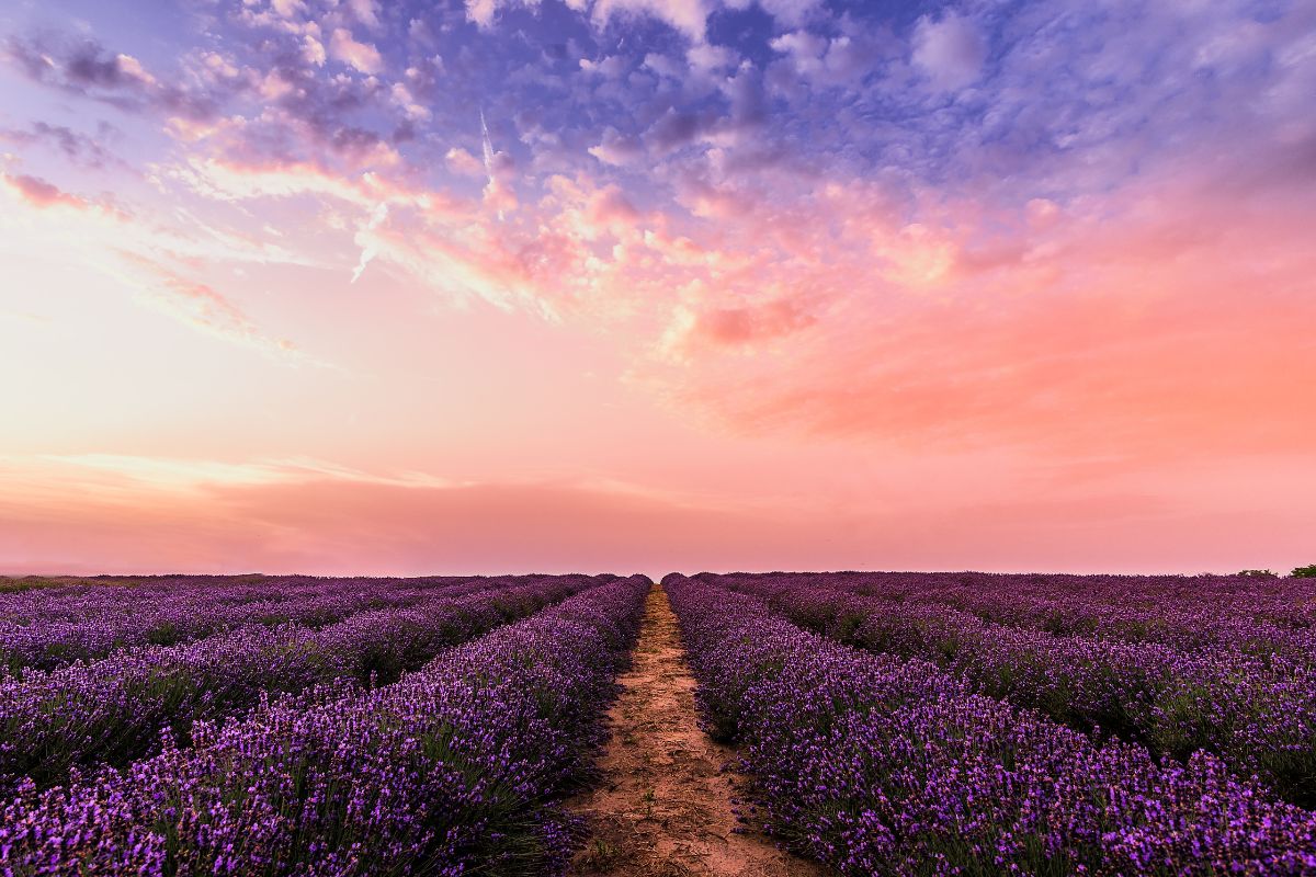 Les 8 plus beaux spots pour aller voir les champs de lavande en Provence en 2025