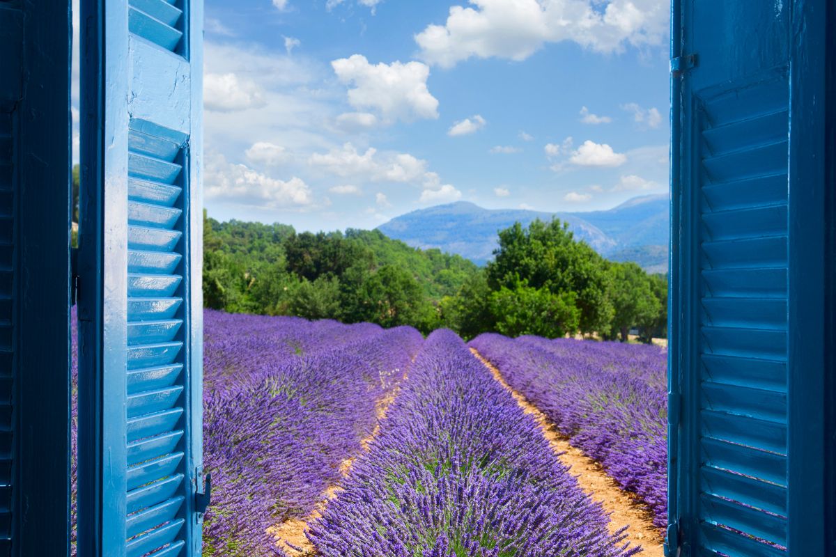 Les 8 plus beaux spots pour aller voir les champs de lavande en Provence en 2025