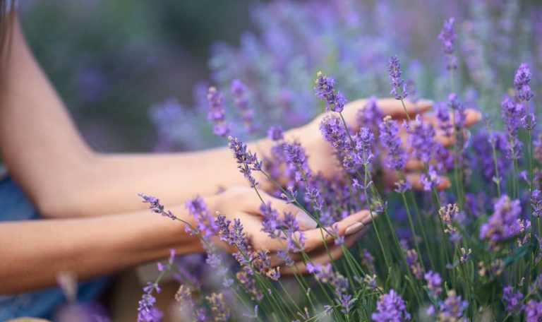 Les 8 plus beaux spots pour aller voir les champs de lavande en Provence en 2025