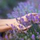 Les 8 plus beaux spots pour aller voir les champs de lavande en Provence en 2025