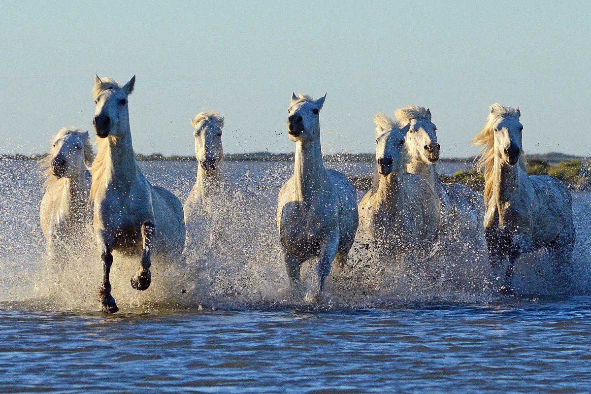 Immersion nature : 3 spots méconnus pour photographier les chevaux camarguais