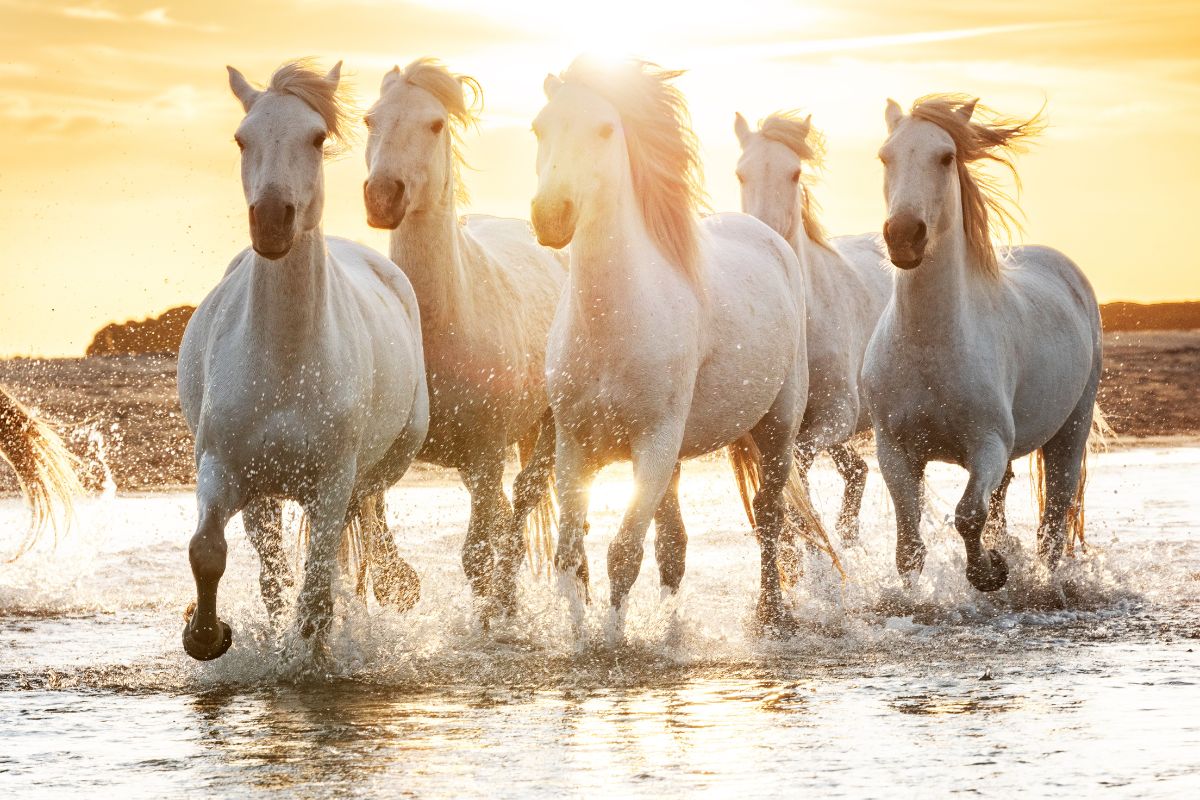 Immersion nature : 3 spots méconnus pour photographier les chevaux camarguais