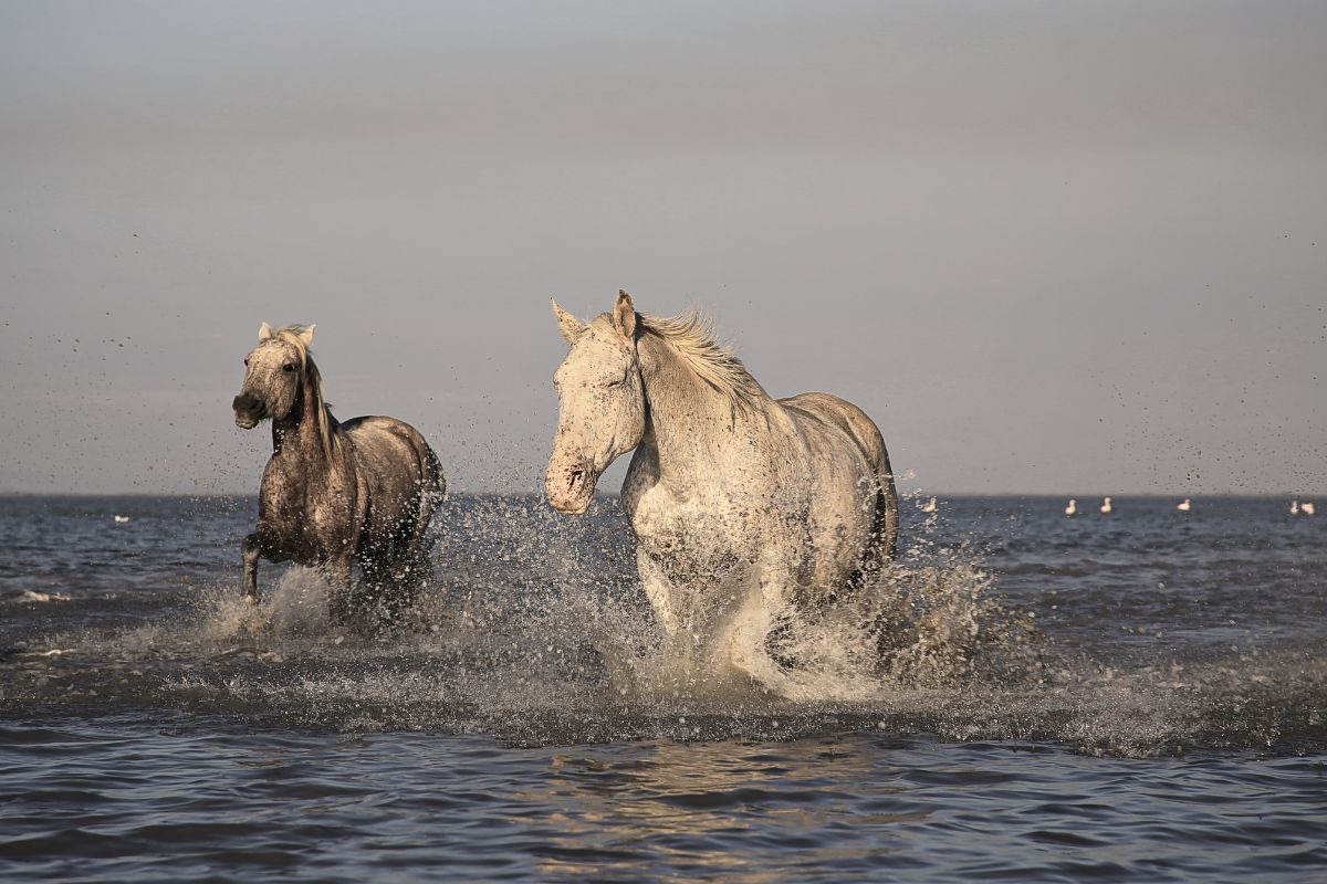 Immersion nature : 3 spots méconnus pour photographier les chevaux camarguais