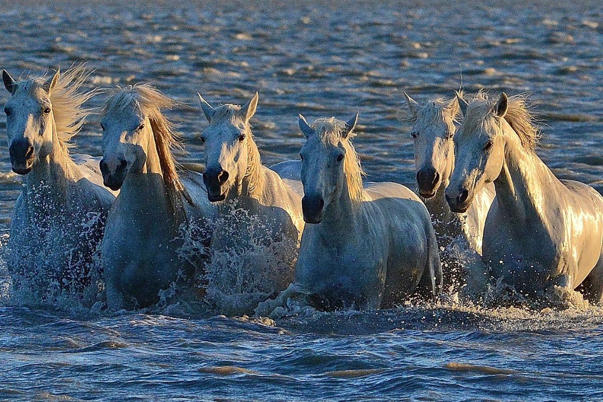 Immersion nature : 3 spots méconnus pour photographier les chevaux camarguais