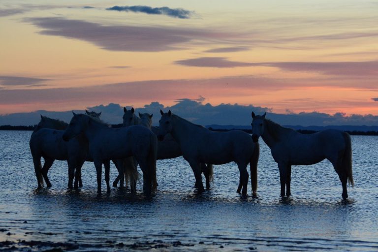 Immersion nature : 3 spots méconnus pour photographier les chevaux camarguais