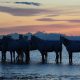 Immersion nature : 3 spots méconnus pour photographier les chevaux camarguais