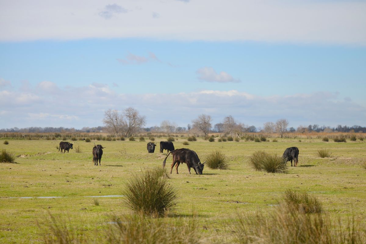 Offrez-vous un moment hors du temps dans une manade d’exception en Camargue
